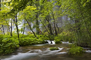 Images Dated 8th June 2010: The Plitvice Lakes in the National Park Plitvicka Jezera in Croatia. The upper lakes