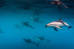 A Pod of Dusky Dolphins swimming off the Kaikoura Penninsula, South Island, New Zealand A Pod of Dusky Dolphins swimming off the Kaikoura Penninsula, South Island, New Zealand