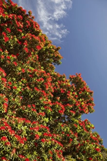 Pohutukawa Tree in Bloom, Thames Coast, Coromandel Peninsula, North Island, New Zealand Pohutukawa Tree in Bloom, Thames Coast, Coromandel Peninsula, North Island, New Zealand