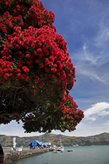 Pohutukawa tree and main wharf, Akaroa, Banks Peninsula, Canterbury, South Island Pohutukawa tree and main wharf, Akaroa, Banks Peninsula, Canterbury, South Island