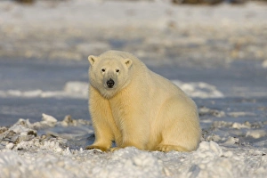 A polar bear sits on the frozen surface of the Beaufort Sea while hunting for prey A polar bear sits on the frozen surface of the Beaufort Sea while hunting for prey