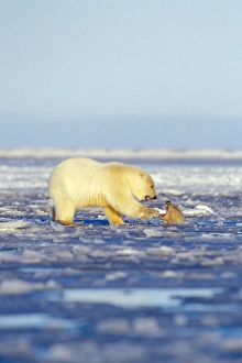 polar bear, Ursus maritimus, cubs playing, one in the water and the other on the pack ice polar bear, Ursus maritimus, cubs playing, one in the water and the other on the pack ice