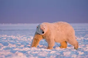 polar bear, Ursus maritimus, on ice and snow, 1002 coastal plain of the Arctic National polar bear, Ursus maritimus, on ice and snow, 1002 coastal plain of the Arctic National