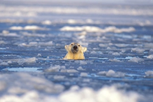 polar bear, Ursus maritimus, in an open lead of the pack ice, 1002 coastal plain polar bear, Ursus maritimus, in an open lead of the pack ice, 1002 coastal plain