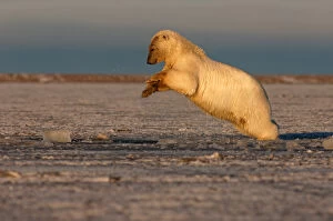 Images Dated 15th October 2005: polar bear, Ursus maritimus, plays in slushy pack ice, 1002 coastal plain, Arctic