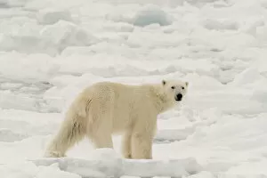 Ice Cap Gallery: Polar bear (Ursus maritimus), Polar Ice Cap, north of Spitsbergen, Norway