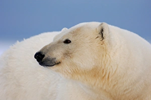 polar bear, Ursus maritimus, profile, 1002 coastal plain of the Arctic National Wildlife Refuge polar bear, Ursus maritimus, profile, 1002 coastal plain of the Arctic National Wildlife Refuge