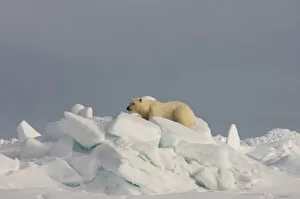 Images Dated 31st May 2006: polar bear, Ursus maritimus, in rough ice on the frozen eastern Chuckchi Sea, Arctic