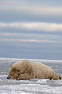 polar bear, Ursus maritimus, sleeping on the pack ice, 1002 coastal plain of the polar bear, Ursus maritimus, sleeping on the pack ice, 1002 coastal plain of the