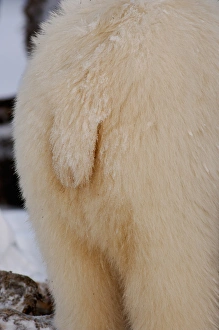 polar bear, Ursus maritimus, tail, 1002 coastal plain of the Arctic National Wildlife Refuge polar bear, Ursus maritimus, tail, 1002 coastal plain of the Arctic National Wildlife Refuge