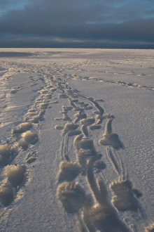 polar bear, Ursus maritimus, tracks, 1002 coastal plain of the Arctic National Wildlife polar bear, Ursus maritimus, tracks, 1002 coastal plain of the Arctic National Wildlife
