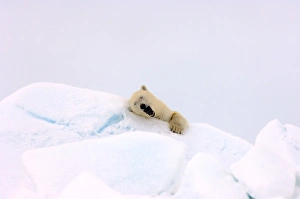 polar bear, Ursus maritimus, waking from a nap in rough ice, frozen eastern Chuckchi Sea polar bear, Ursus maritimus, waking from a nap in rough ice, frozen eastern Chuckchi Sea