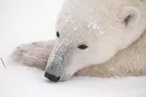 Images Dated 15th October 2004: Polar Bear, Urus Maritimus, Arctic, Churchill, Manitoba, Canada, Hudson Bay, Day Dreaming