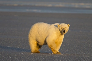 A polar bear walks across thin ice on the frozen surface of the Beaufort Sea on the coast of ANWR A polar bear walks across thin ice on the frozen surface of the Beaufort Sea on the coast of ANWR
