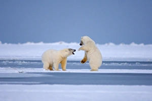 polar bears, Ursus maritimus, playing around on the pack ice, 1002 coastal plain polar bears, Ursus maritimus, playing around on the pack ice, 1002 coastal plain