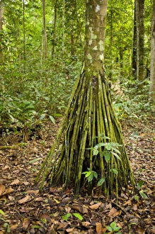 Pona Palm, root system in neotropic only 40cm for all trees and dead leaves tree Pona Palm, root system in neotropic only 40cm for all trees and dead leaves tree