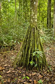 Images Dated 20th July 2010: Pona Palm, root system in neotropic only 40cm for all trees and dead leaves tree
