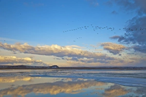 Pond reflection as snow geese fly in formation above during the spring migration Pond reflection as snow geese fly in formation above during the spring migration