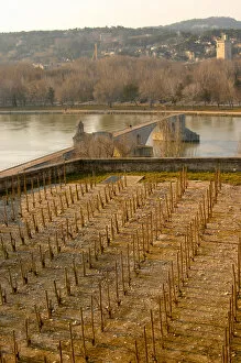 Benezet Gallery: The Pont Saint St Benezet bridge in Avignon on the Rhone river and a vineyard seen