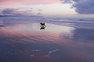 Poodle playing on beach during sunrise, Astoria, Oregon Poodle playing on beach during sunrise, Astoria, Oregon