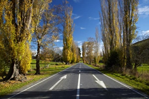 Poplar trees in autumn at entrance to Lawrence, Central Otago, South Island, New Zealand Poplar trees in autumn at entrance to Lawrence, Central Otago, South Island, New Zealand