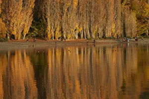 Poplar Trees and tourists photographing That Wanaka Tree, Lake Wanaka, Otago Poplar Trees and tourists photographing That Wanaka Tree, Lake Wanaka, Otago