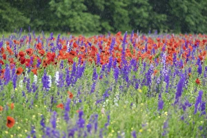 Poppies on field, Mount Olive, North Carolina, USA Poppies on field, Mount Olive, North Carolina, USA