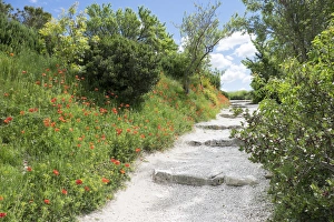 poppies on the grounds of Les Baux castle ruins. Les Baux, in and around the old Chateau poppies on the grounds of Les Baux castle ruins. Les Baux, in and around the old Chateau