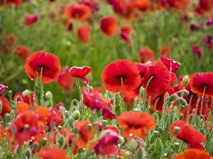Poppies, olive groves and vineyards in spring Poppies, olive groves and vineyards in spring