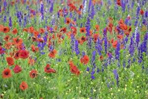 Poppy field, Mount Olive, North Carolina, USA Poppy field, Mount Olive, North Carolina, USA