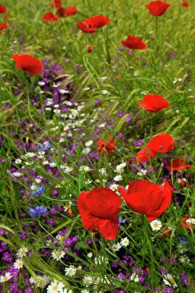 Images Dated 31st May 2004: poppy flowers, istria, croatia, eastern europe. balkan, europe