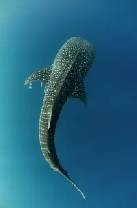 Dolphins And Whale Prints: Whale Shark Print - Cenderawasih Bay West Papua Indonesia