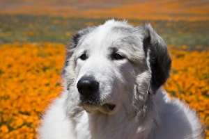 Portait of a Great Pyrenees standing in a field of wild Poppy flowers at Antelope Portait of a Great Pyrenees standing in a field of wild Poppy flowers at Antelope