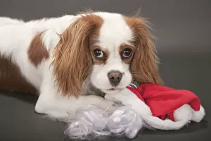 Images Dated 20th November 2009: Portrait of a 9 month old Cavalier King Charles Spaniel who is being mischievous