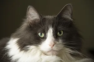 Images Dated 28th April 2012: Portrait of a cat, staring intensely. (PR)