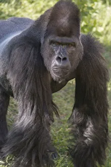 Portrait of Critically Endangered Western Lowland Gorilla Portrait of Critically Endangered Western Lowland Gorilla