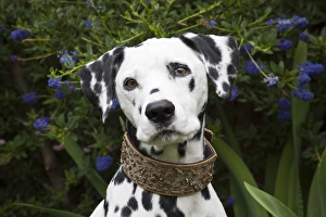 Portrait of a Dalmation sitting with dark purple flowers Portrait of a Dalmation sitting with dark purple flowers