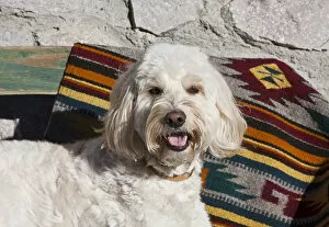 Images Dated 8th January 2012: Portrait of a Goldendoodle lying against a Southwestern blanket