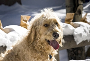Portrait of a Goldendoodle sitting in the snow Portrait of a Goldendoodle sitting in the snow