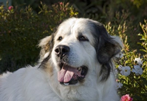 Portrait of a Great Pyrenees with afternoon light Portrait of a Great Pyrenees with afternoon light