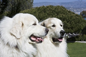 Portrait of two Great Pyrenees together at a Laguna Beach park in California Portrait of two Great Pyrenees together at a Laguna Beach park in California