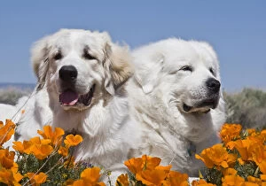 Chien Des Pyrenees Gallery: Portrait of two Great Pyrenees lying in a field of wild Poppy flowers in Antelope