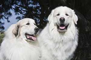 Portrait of two Great Pyrenees together at a park Portrait of two Great Pyrenees together at a park