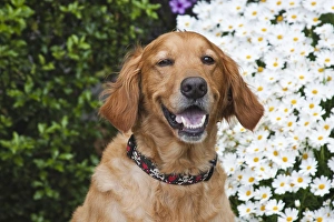 Images Dated 5th June 2010: Portrait of a happy Golden Retriever in front of a bush of daisies