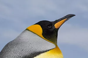 Images Dated 15th December 2016: Portrait of a King penguin, Aptenodytes patagonica