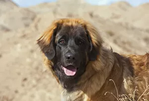Images Dated 6th January 2014: Portrait of a Leonberger (PR)