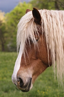 Portrait of Palomino horse, Cades Cove, Great Smoky Mountains N.P. TN Portrait of Palomino horse, Cades Cove, Great Smoky Mountains N.P. TN
