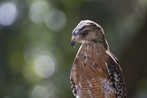 Portrait of a perched hawk with intense gaze against green background Portrait of a perched hawk with intense gaze against green background