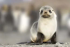 South Georgia Island Gallery: Portrait of seal pup on the beach of St. Andrews Bay, South Georgia Islands