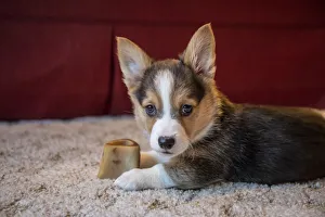 Portrait of eight week old Corgi puppy resting on the carpet guarding his bone. (PR) Portrait of eight week old Corgi puppy resting on the carpet guarding his bone. (PR)